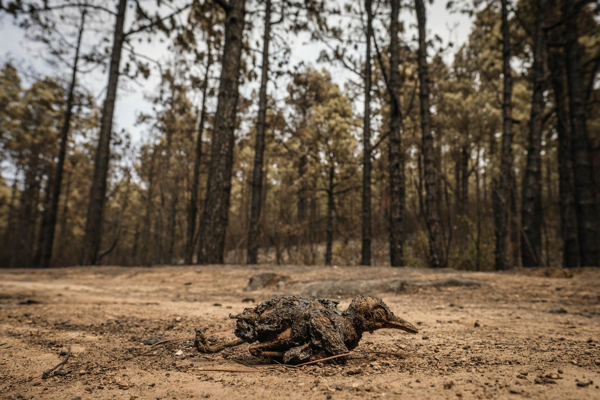 Imágenes de este domingo del incendio de Tenerife.