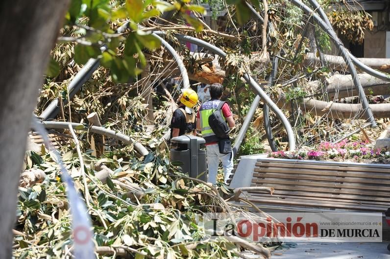 Cae parte del ficus de Santo Domingo en Murcia