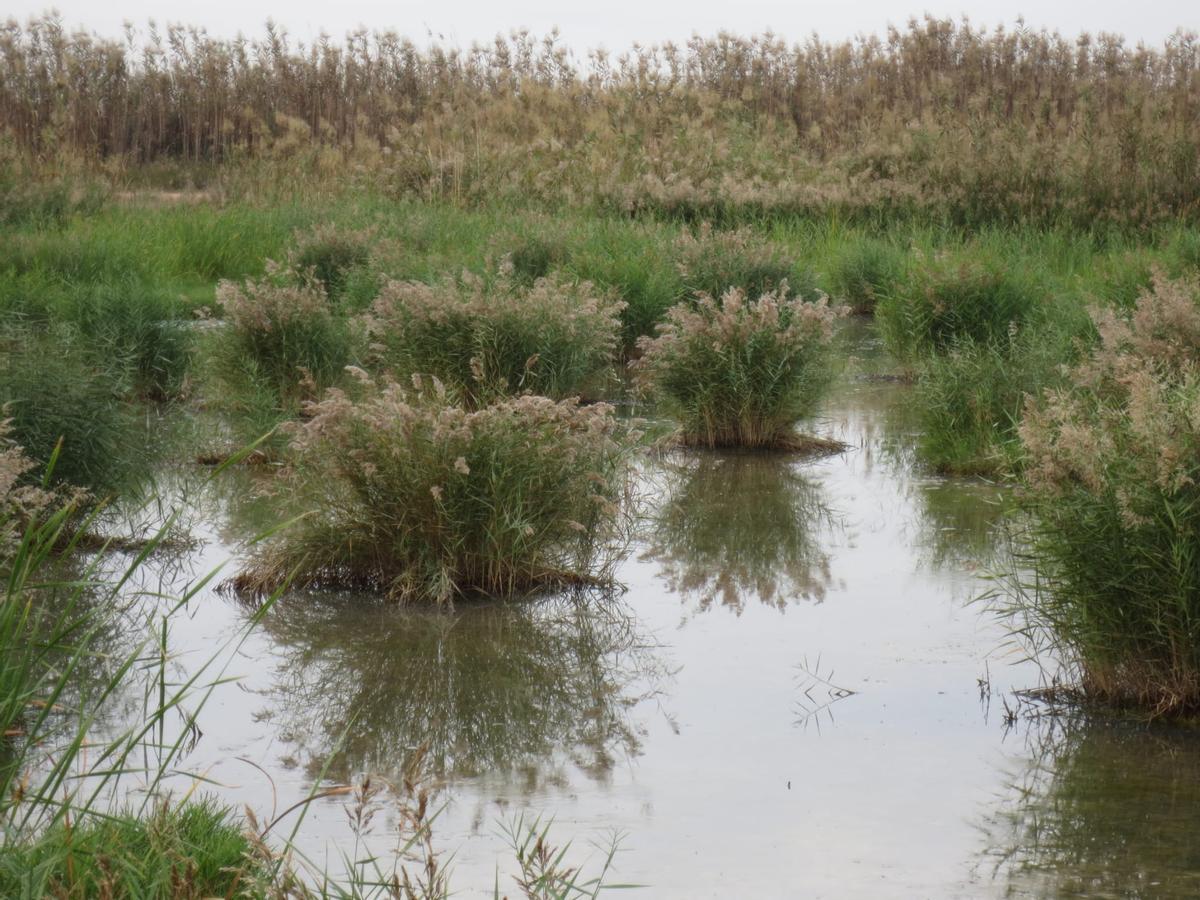 Humedales artificiales