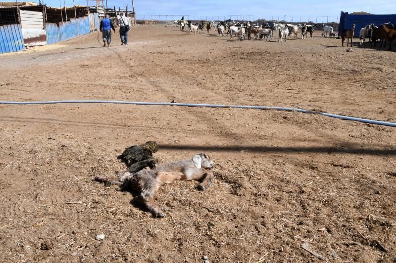 15/03/2019 TELDE.  Granja en la costa de Telde, donde unos perros matarón a una veintena de ovejas. Fotografa: YAIZA SOCORRO.  | 15/03/2019 | Fotógrafo: Yaiza Socorro