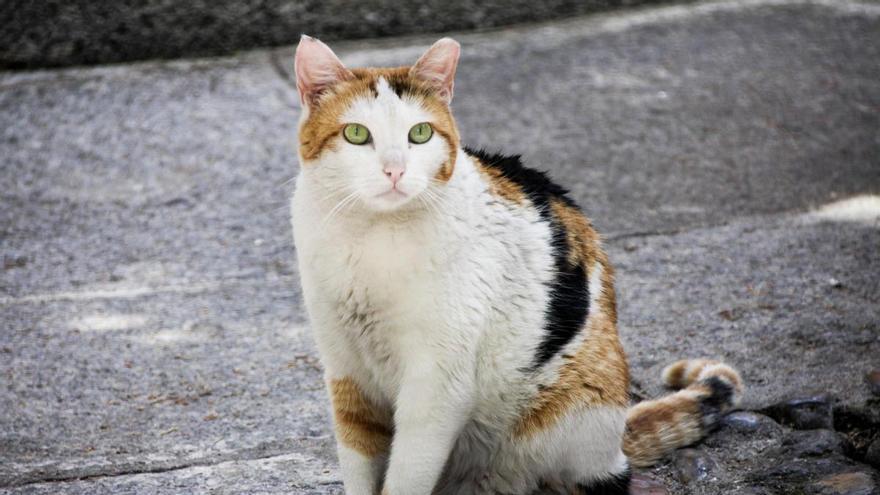 Denuncian a un vecino de Ciudad Real que asegura haber matado a 40 gatos