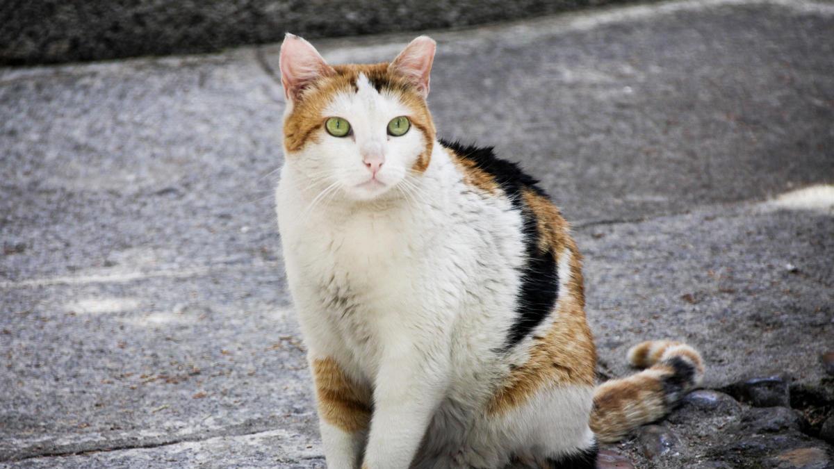 Gato doméstico..