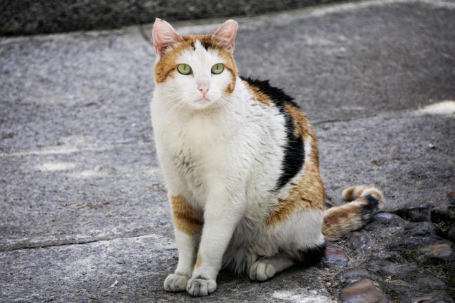 Denuncian a un vecino de Ciudad Real que asegura haber matado a 40 gatos