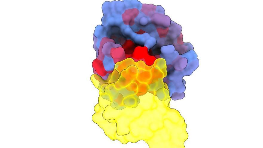 Identifican &quot;vulnerabilidades&quot; en las proteínas Kras, uno de los genes que muta más en el cáncer