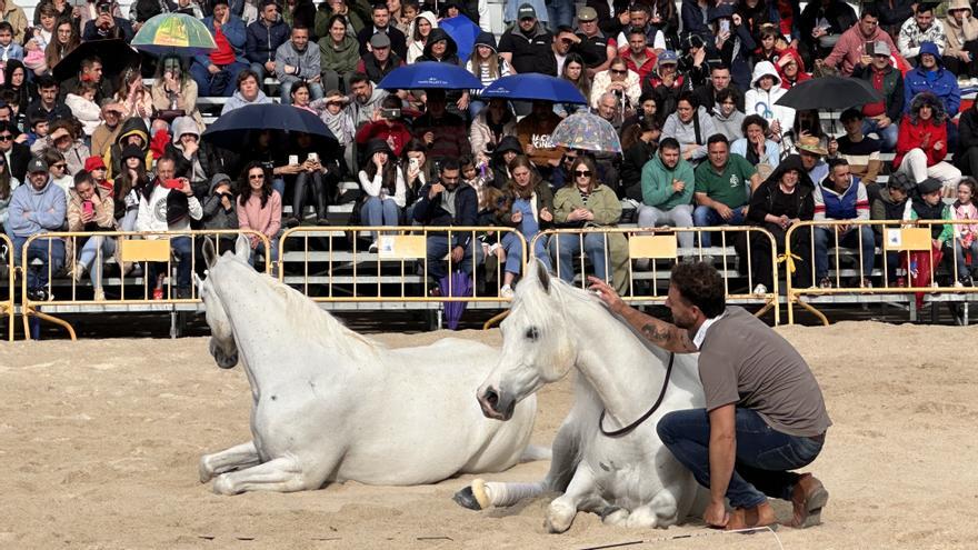 Patas y pies que bailan al compás