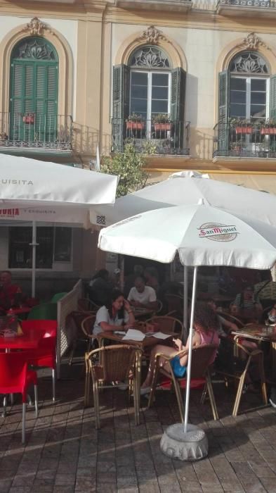 Imágenes de los árboles en la plaza de la Merced.