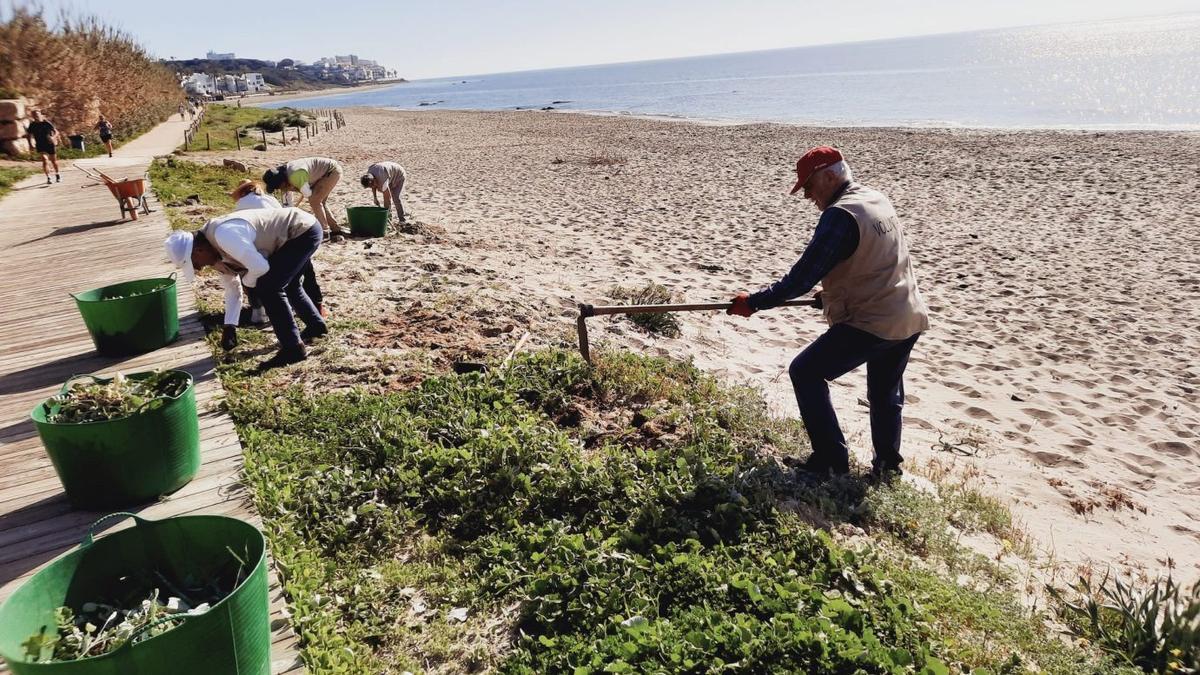 Voluntarios de ProDunas realizan trabajos de conservación en el litoral de Marbella. | L.O.