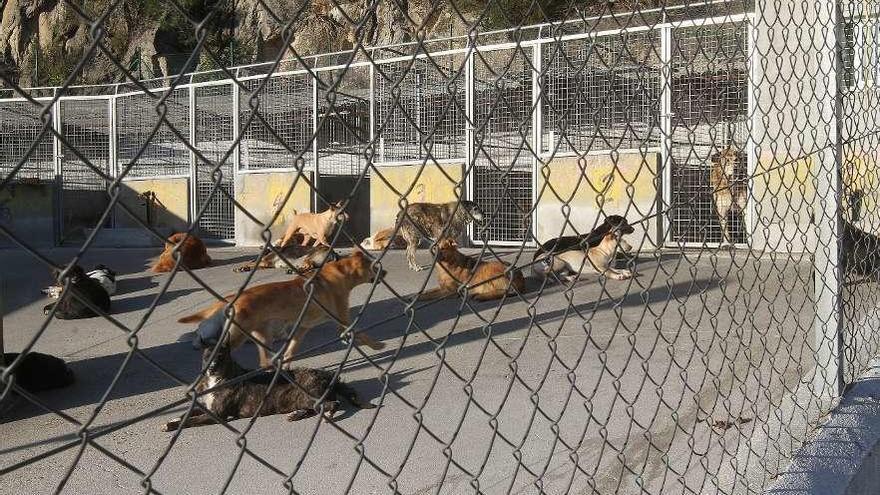 El Concello aprobó el proyecto para adaptar la perrera municipal a la  normativa vigente - Faro de Vigo