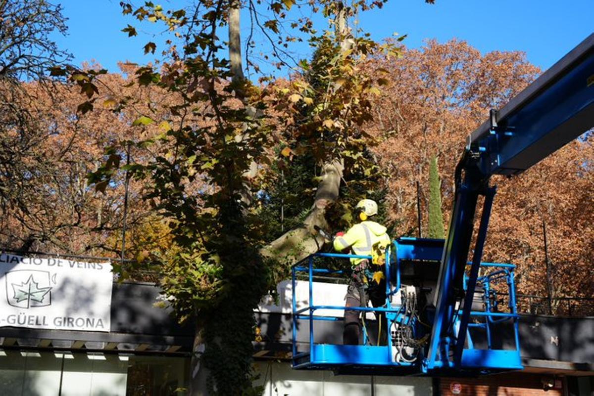 Un operari tala el plàtan afectat de la Devesa a tocar de la rosaleda.