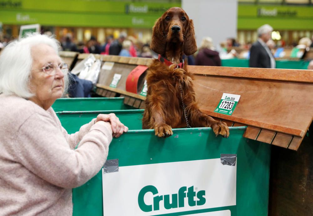 Crufts Dog Show, l'exhibició de gossos més gran d'Anglaterra