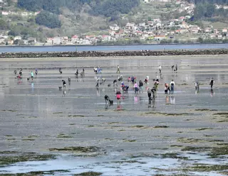 Los nuevos límites de las zonas de marisqueo de bivalvos marcados por el Ministerio de Pesca