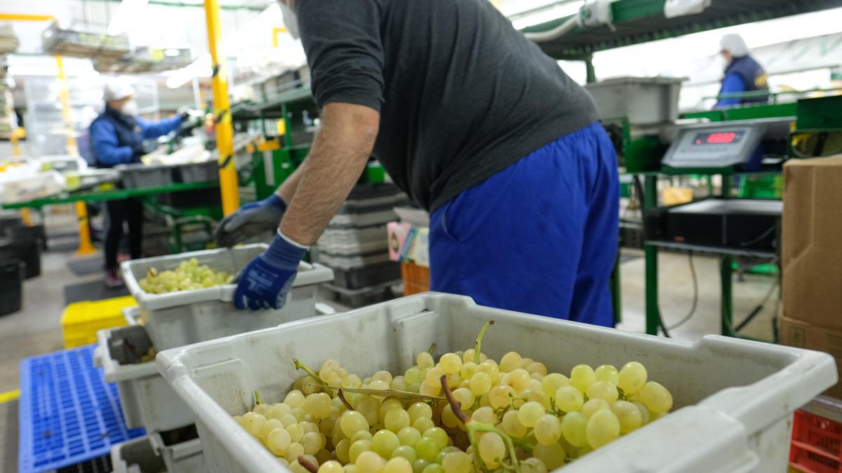 Una empresa productora de uva de mesa en el Vinalopó.