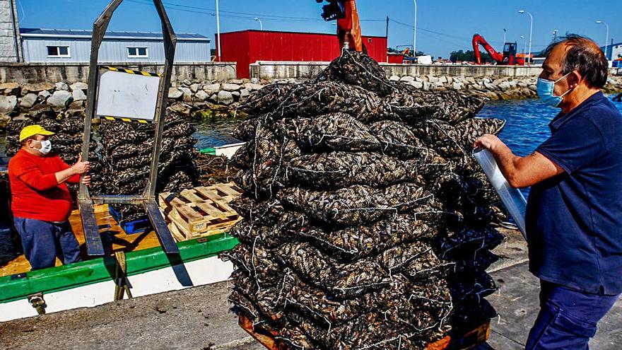 Descarga de mejillón para fresco en el muelle de O Xufre  (A Illa), ayer. 