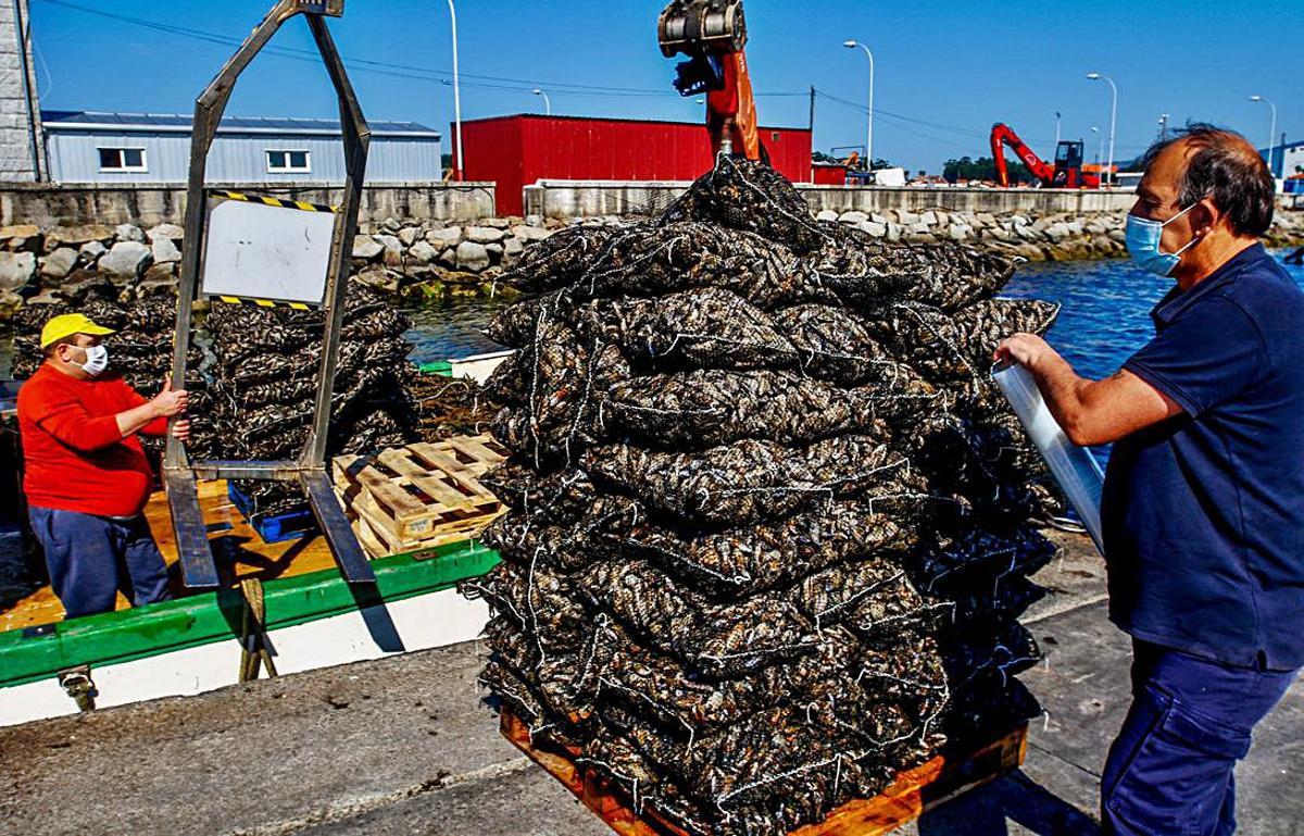 Descarga de mejillón parafresco en el muelle de O Xufre (A Illa), ayer.   | //  IÑAKI ABELLA