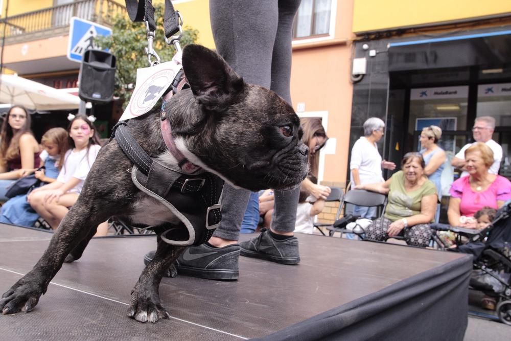 Pasarela de adopción de mascotas en Los Realejos