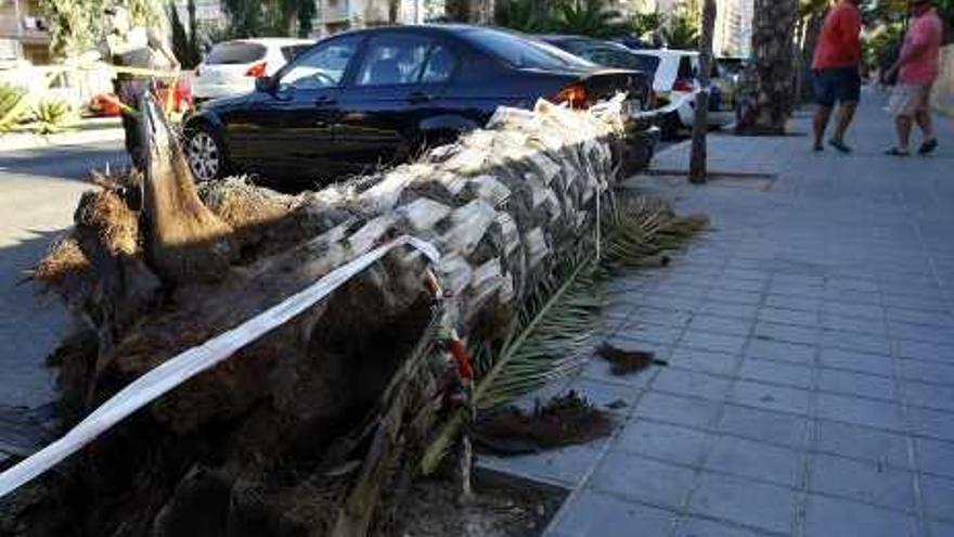 Cae la sexta palmera en la ciudad en apenas dos meses