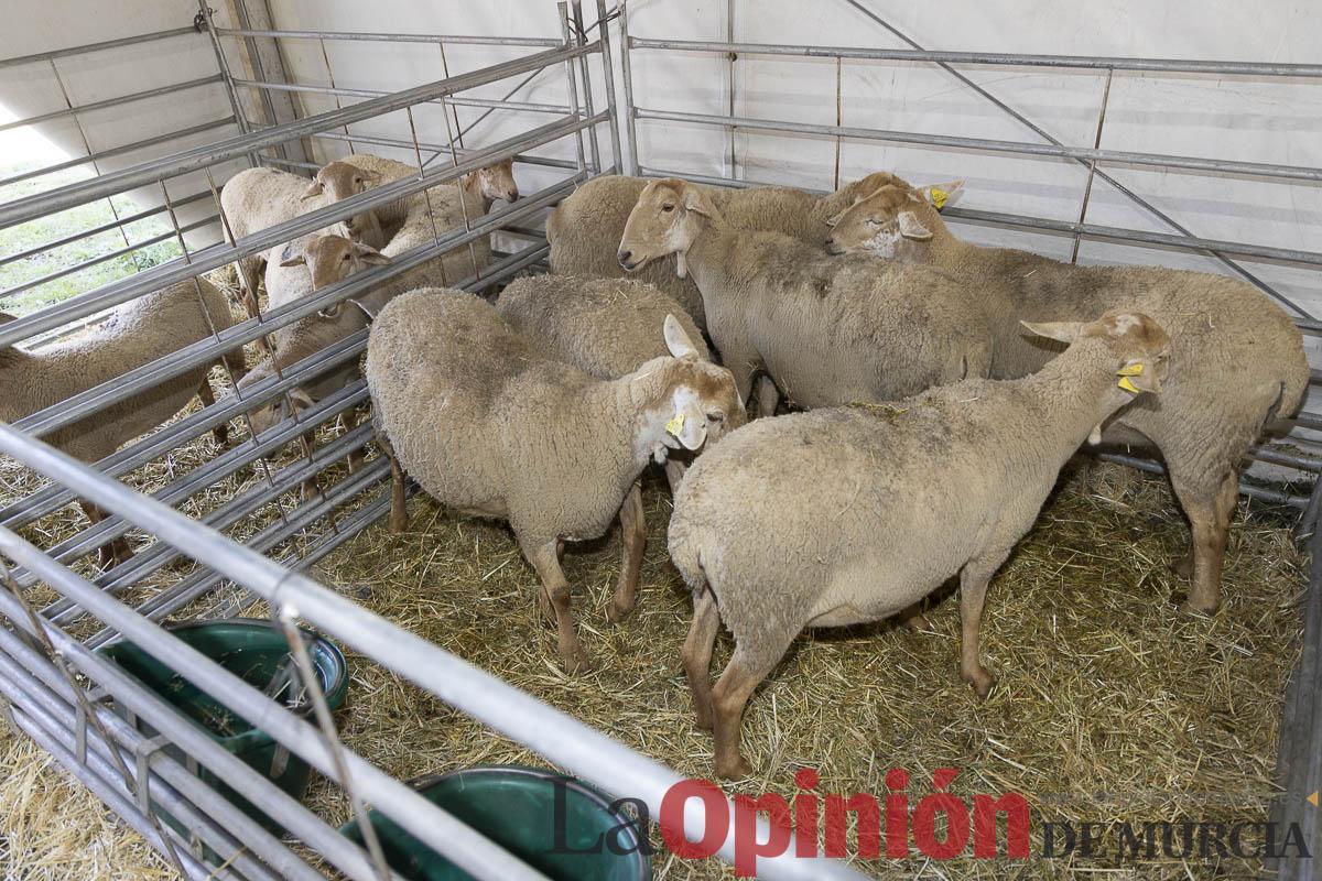 Así se ha vivido la IX Feria del Cordero Segureño celebraba en la pedanía caravaqueña de Archivel