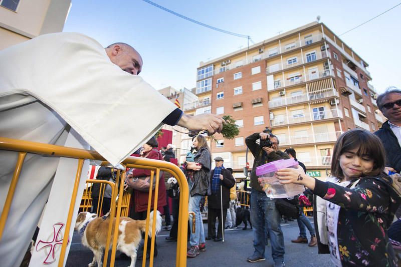 Bendición de animales por Sant Antoni del Porquet