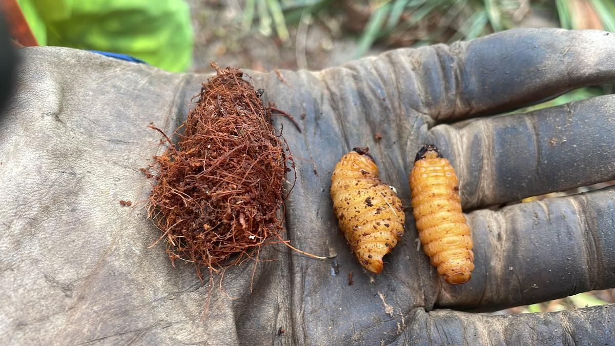 Larvas y capullo.