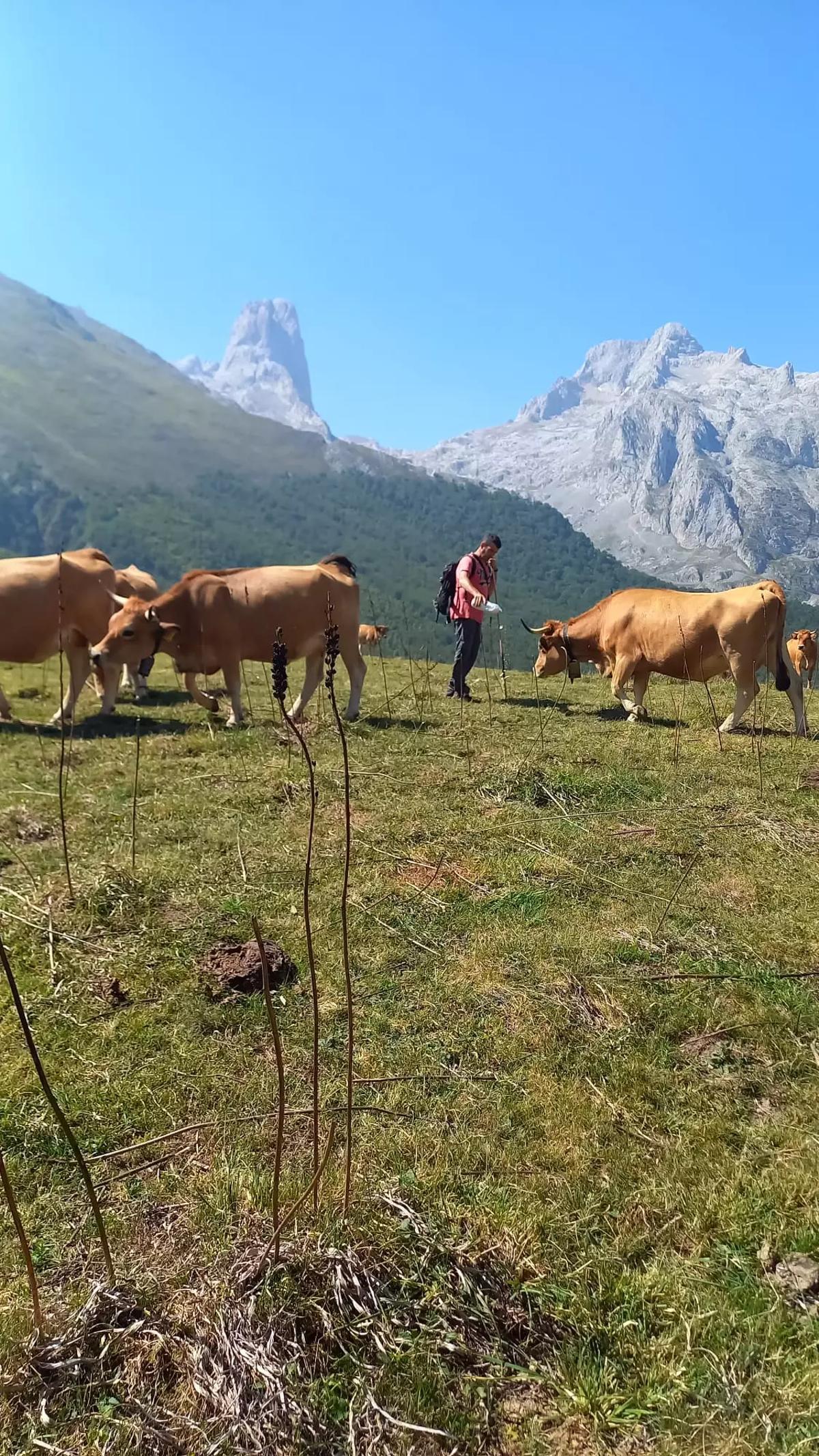 Ganado en la majada de Amuesa, con el Picu Urriellu al fondo.
