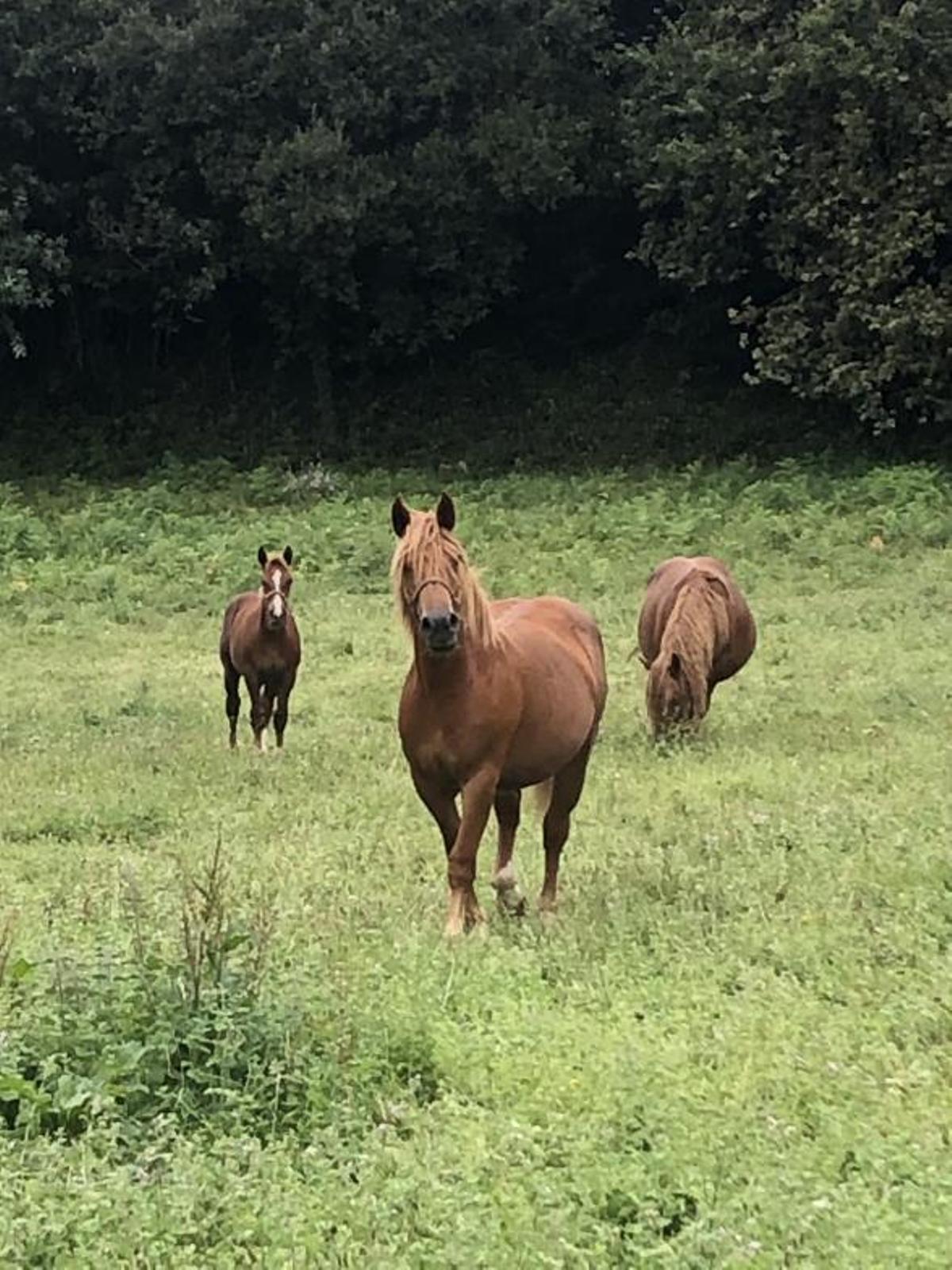Mondoñedo,  donde  las nieblas hablan latín