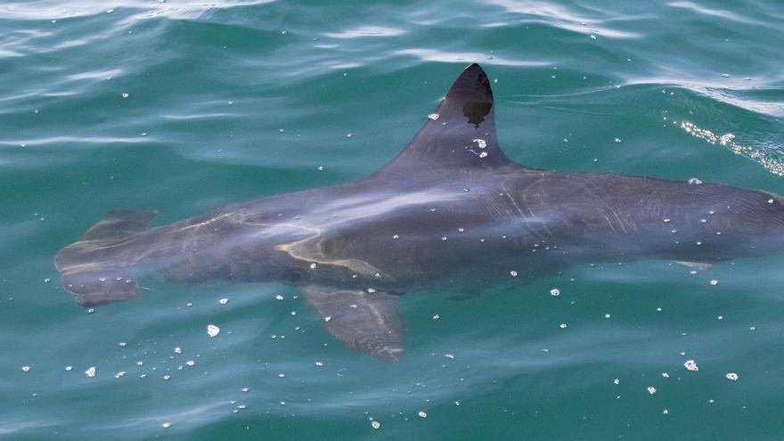 El tiburón martillo sorprende al aparecer en Galicia