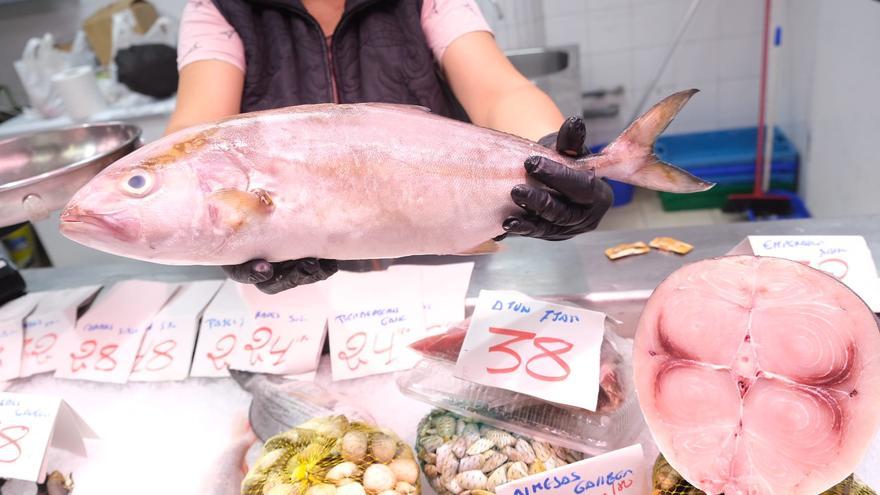 Alicante exportará pescado criado en cautividad al potente mercado de Japón