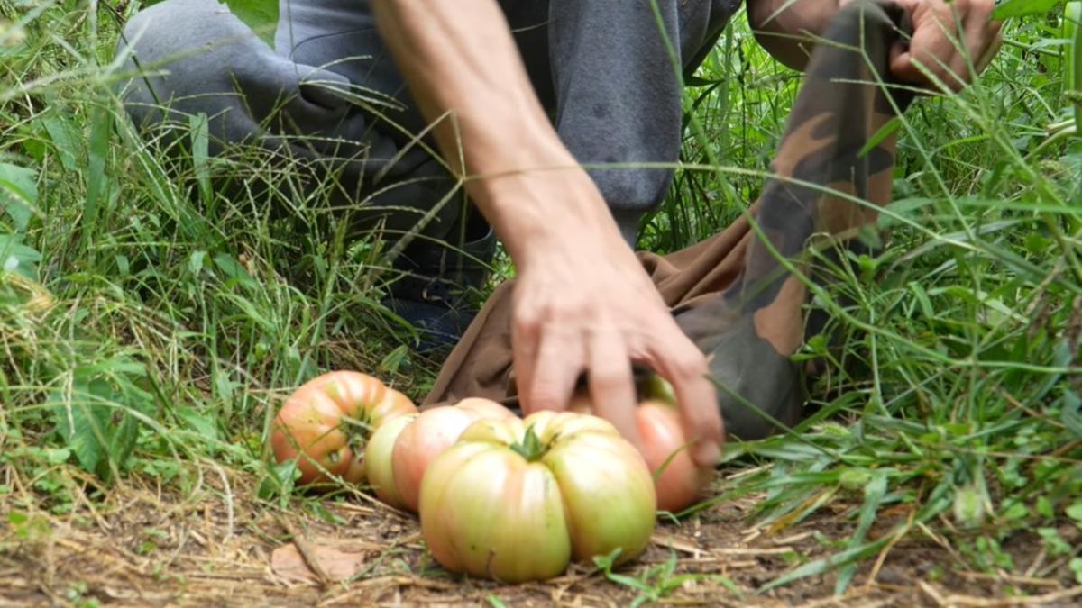 El joven explica algunos de los diferentes tipos de alimentos que cultiva.