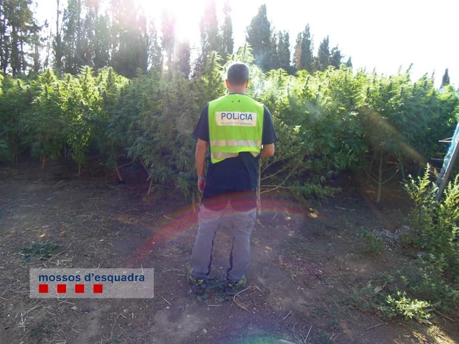 Localitzen dues plantacions de marihuana a Figueres