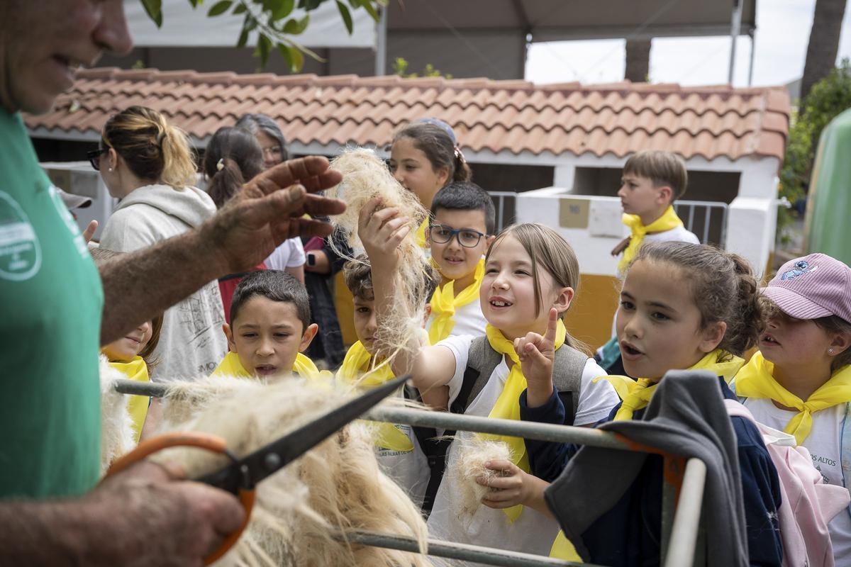 Los escolares conocieron cómo se trasquila las ovejas y pudieron tocar la lana.