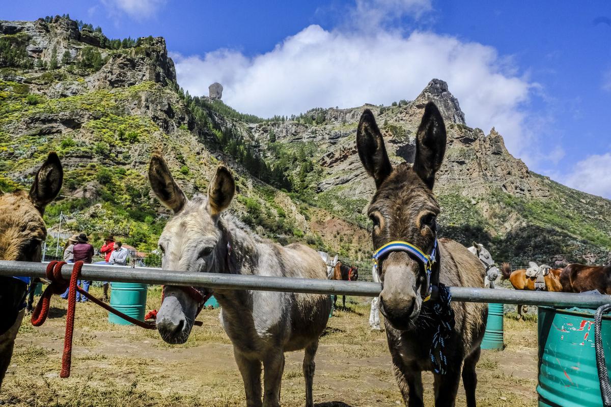 Feria de burros de La Culata de Tejeda 2025