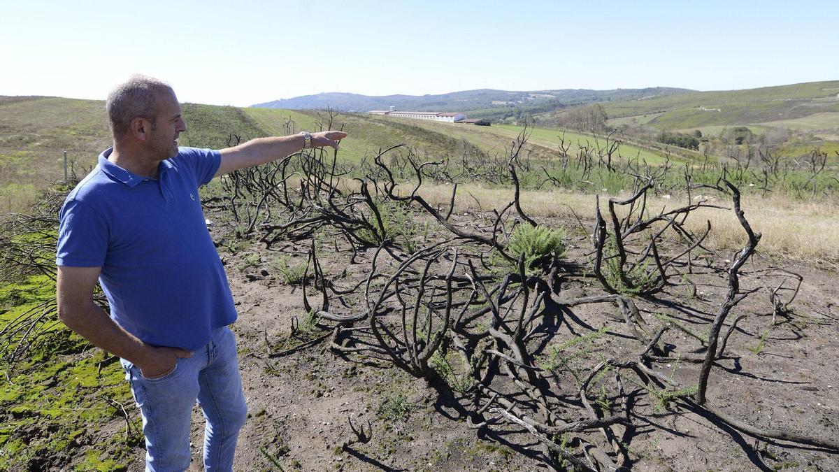 El lento resurgir del paisaje en San Martiño y O Sexo, un año después de las llamas