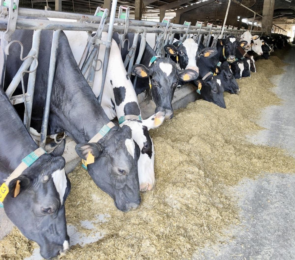 Vacas comiendo silo de maíz.