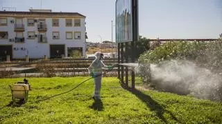 Andalucía intensifica el control ante las enfermedades por los mosquitos: "Además de las fotos de las vacaciones, los viajeros traen virus"
