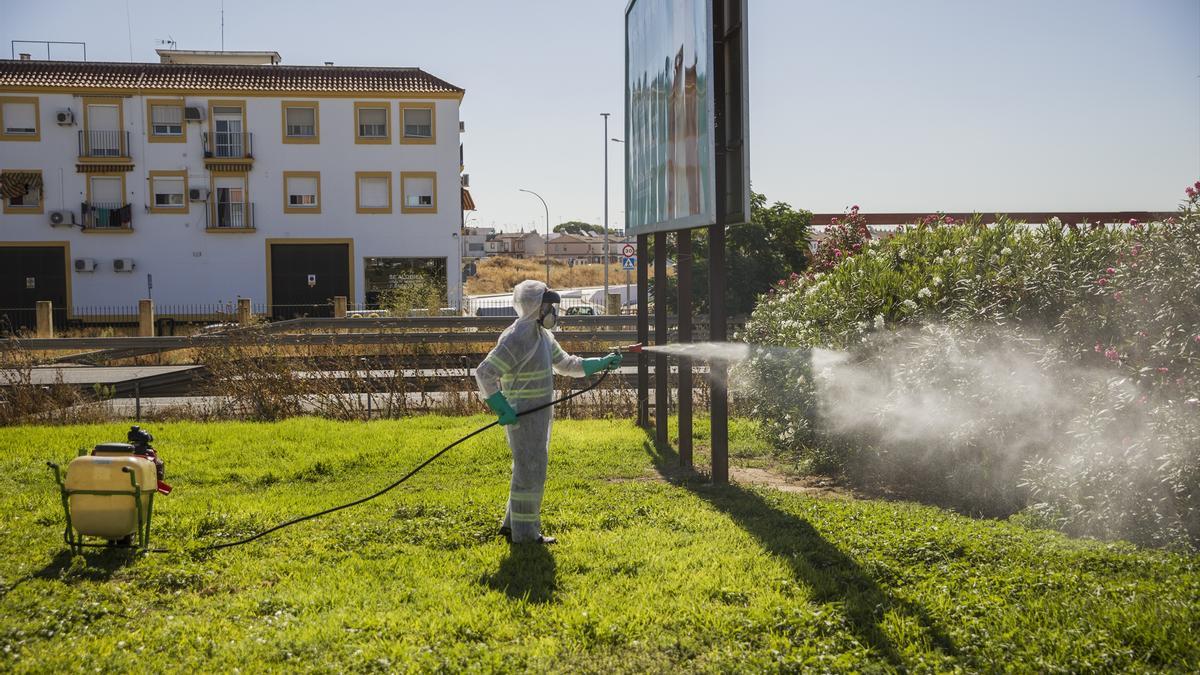 Fumigación contra el mosquito que causa el virus