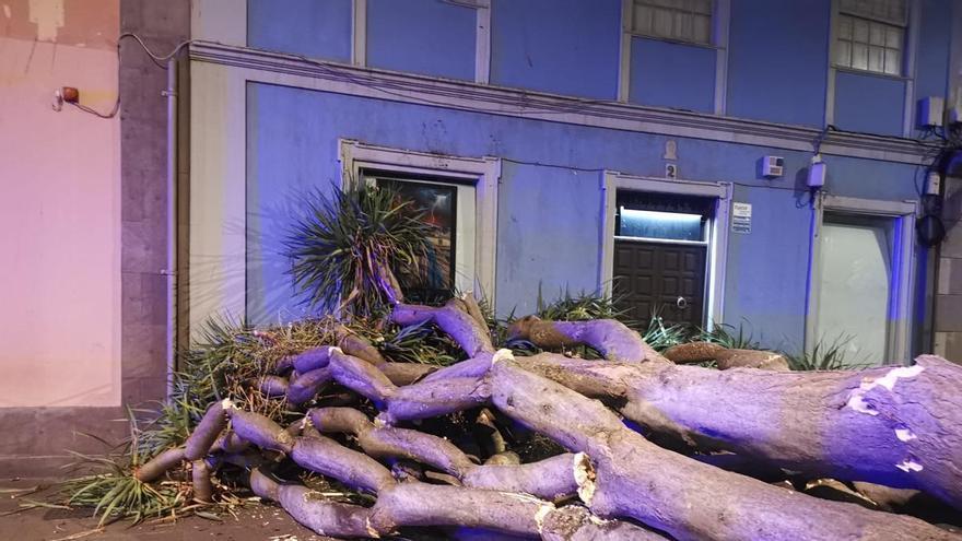 Historic Dragon Tree Collapse in La Laguna Sparks Urban Heritage Safety Debate
