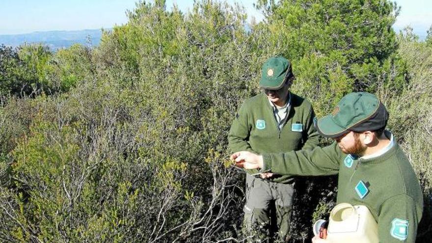 Dos agents rurals, ahir, assenyalant un garric sec en una zona forestal de Can Maçana, a prop de Montserrat, on van anar a analitzar l&#039;estat de la vegetació
