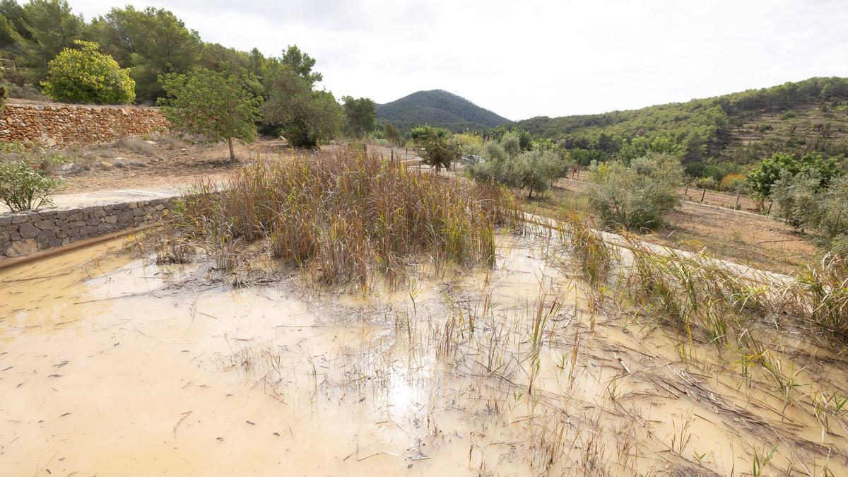 Las precipitaciones han llenado la balsa naturalizada de es Rafal Trobat.
