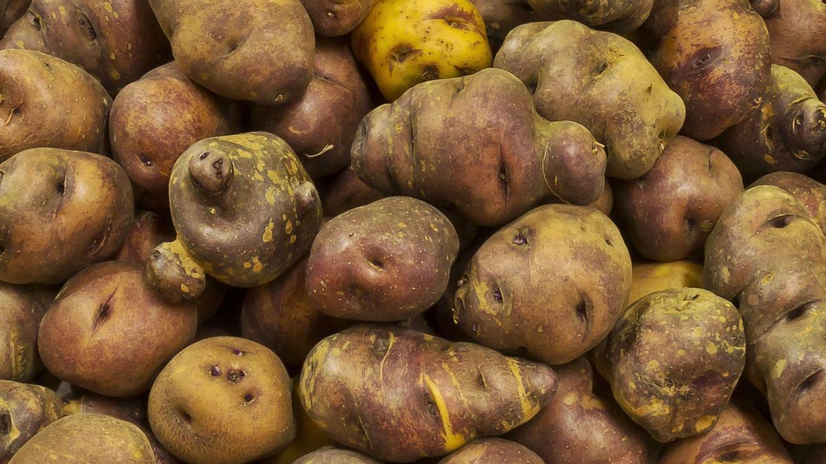 Detalle de papas cultivadas en la isla de Gran Canaria.