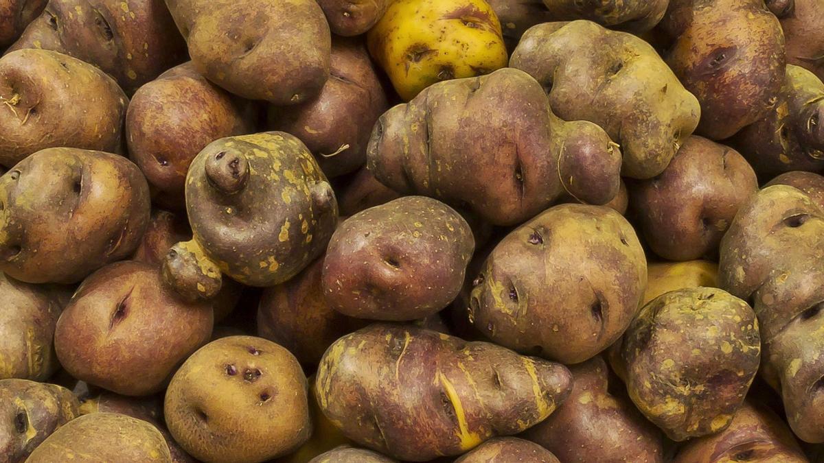 Detalle de papas cultivadas en la isla de Gran Canaria.