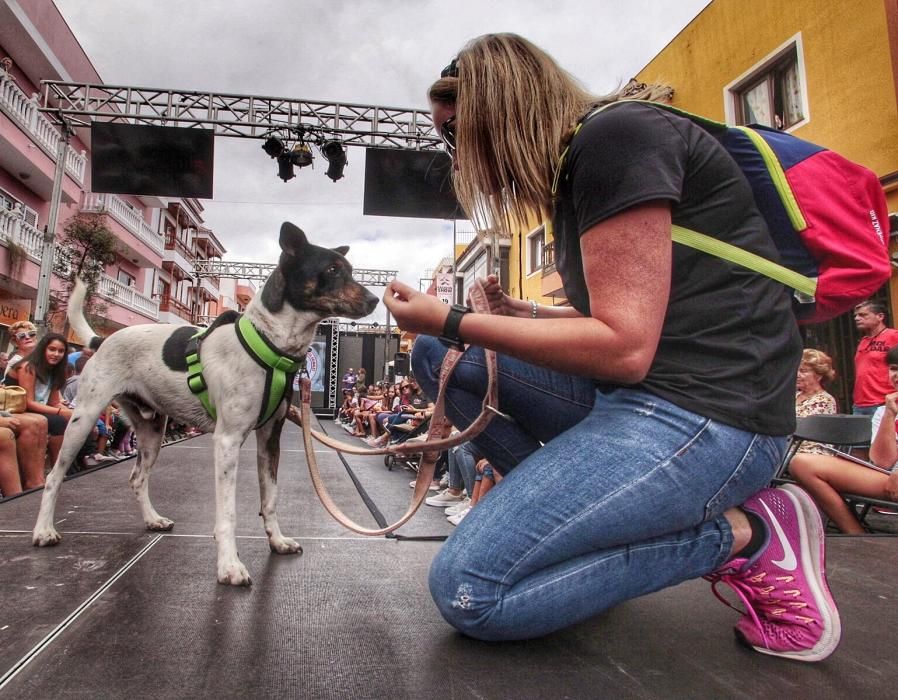 Pasarela de adopción de mascotas en Los Realejos