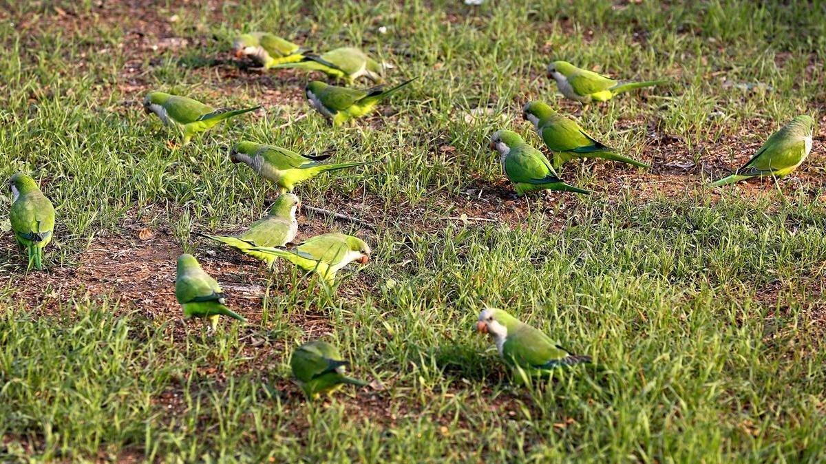 Cotorras en un parque de Barcelona