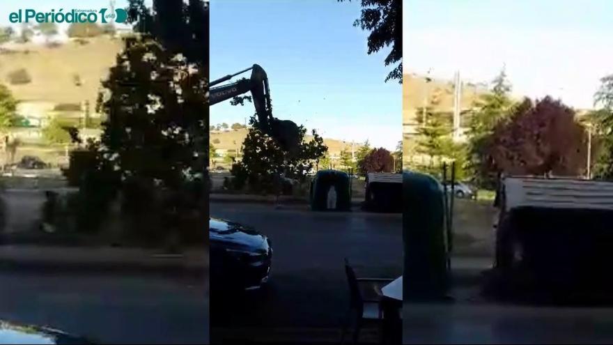 Vídeo | Una excavadora derriba uno de los árboles que lindaba con la parcela comercial de Nuevo Cáceres.