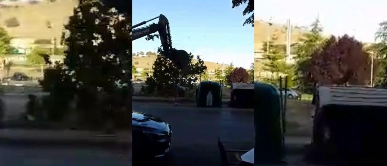 Vídeo | Así derriba una máquina el árbol del Nuevo Cáceres