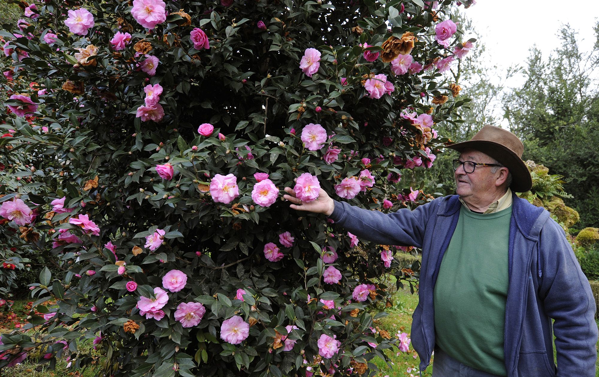 Las visitas se reanudan con las camelias en pleno apogeo de su floración