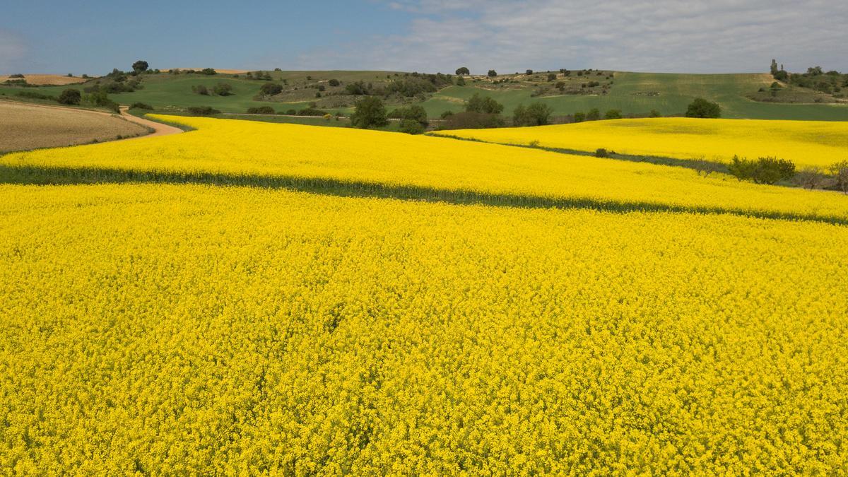 GALERÍA | La primavera tiñe de amarillo los campos de Zamora