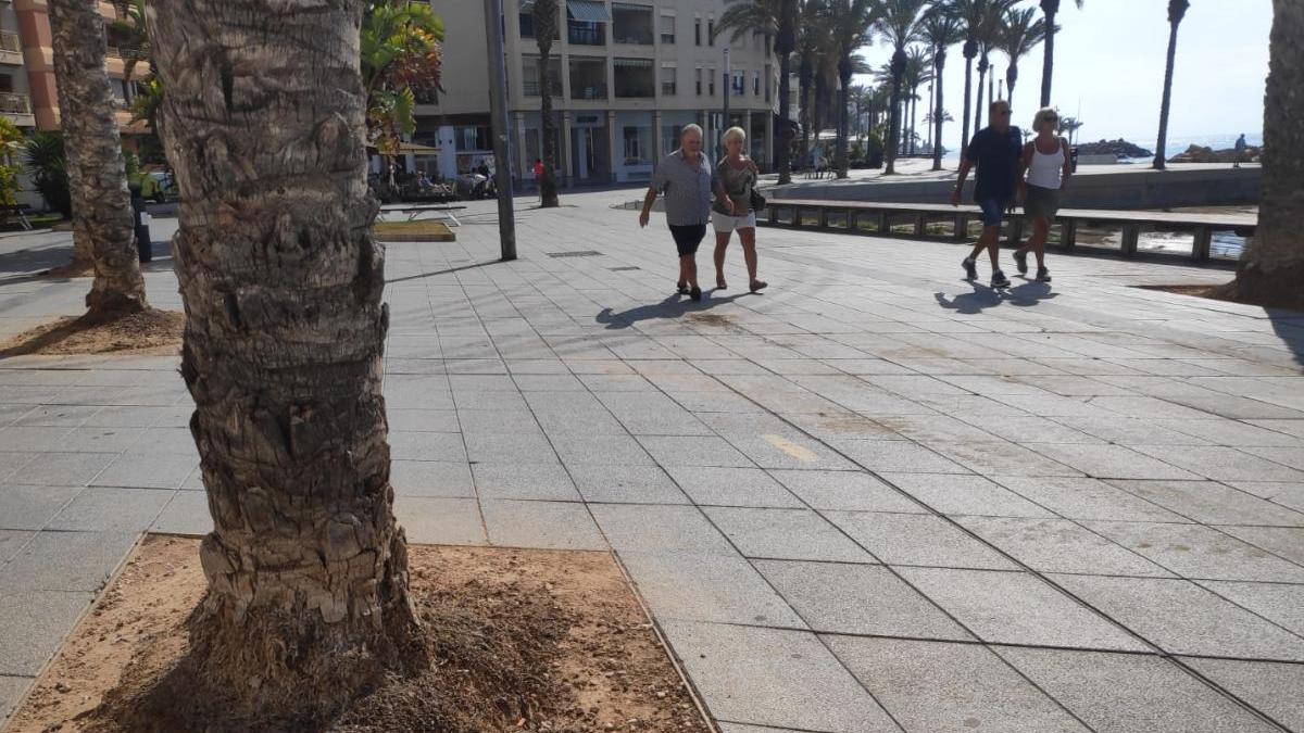 Aspecto que presentan los alcorques de las palmeras en el paseo de Juan Aparicio de Torrevieja/ Imagen D. Pamies.