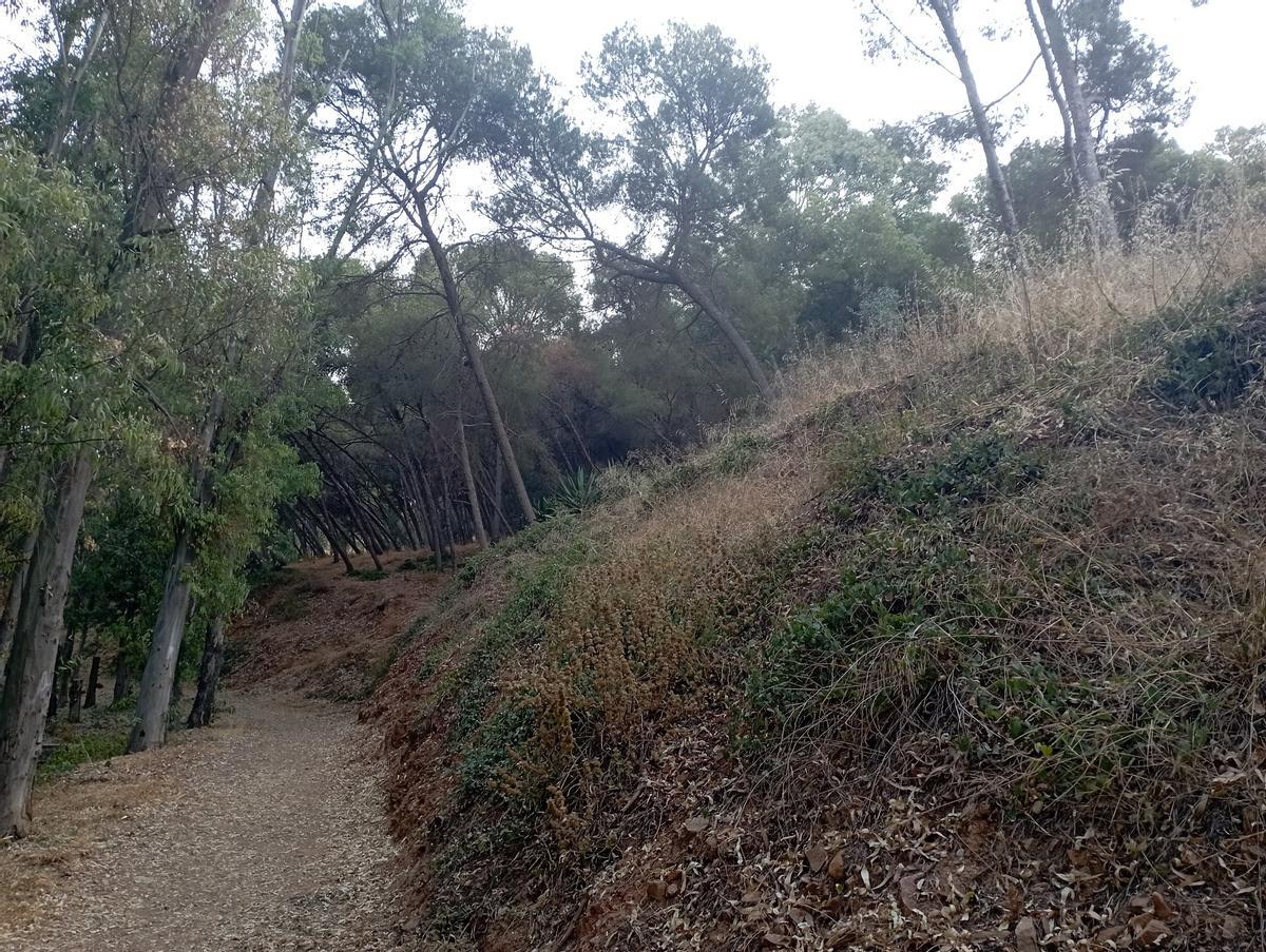 Trabajos de silvicultura en la parte baja de las colinas han eliminado árboles desplomados por las torrenteras.