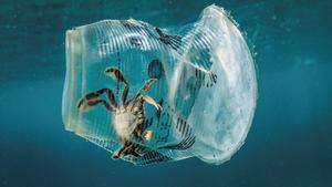 Un cangrejo atrapado entre basura del fondo marino en una foto de archivo.