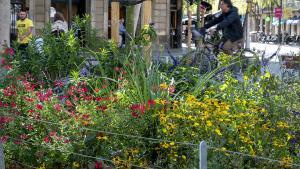 Cuatro variedades de flor comparten piso en un parterre de Consell de Cent.